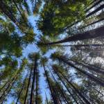 Trees on Rattlesnake Ridge by Josh Trupin