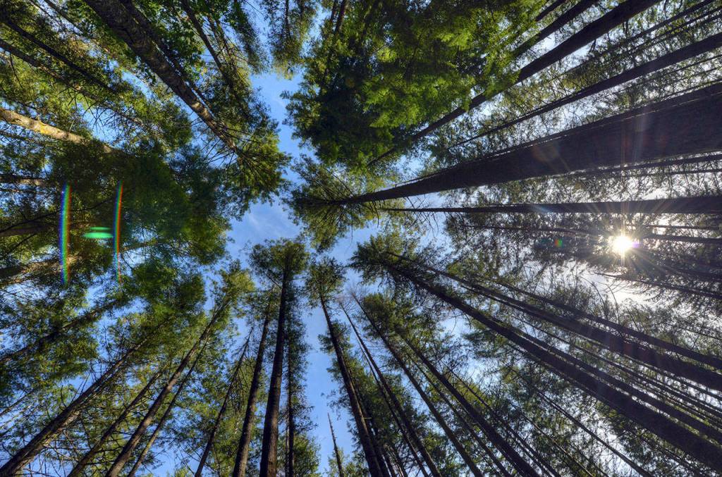 Trees on Rattlesnake Ridge by Josh Trupin