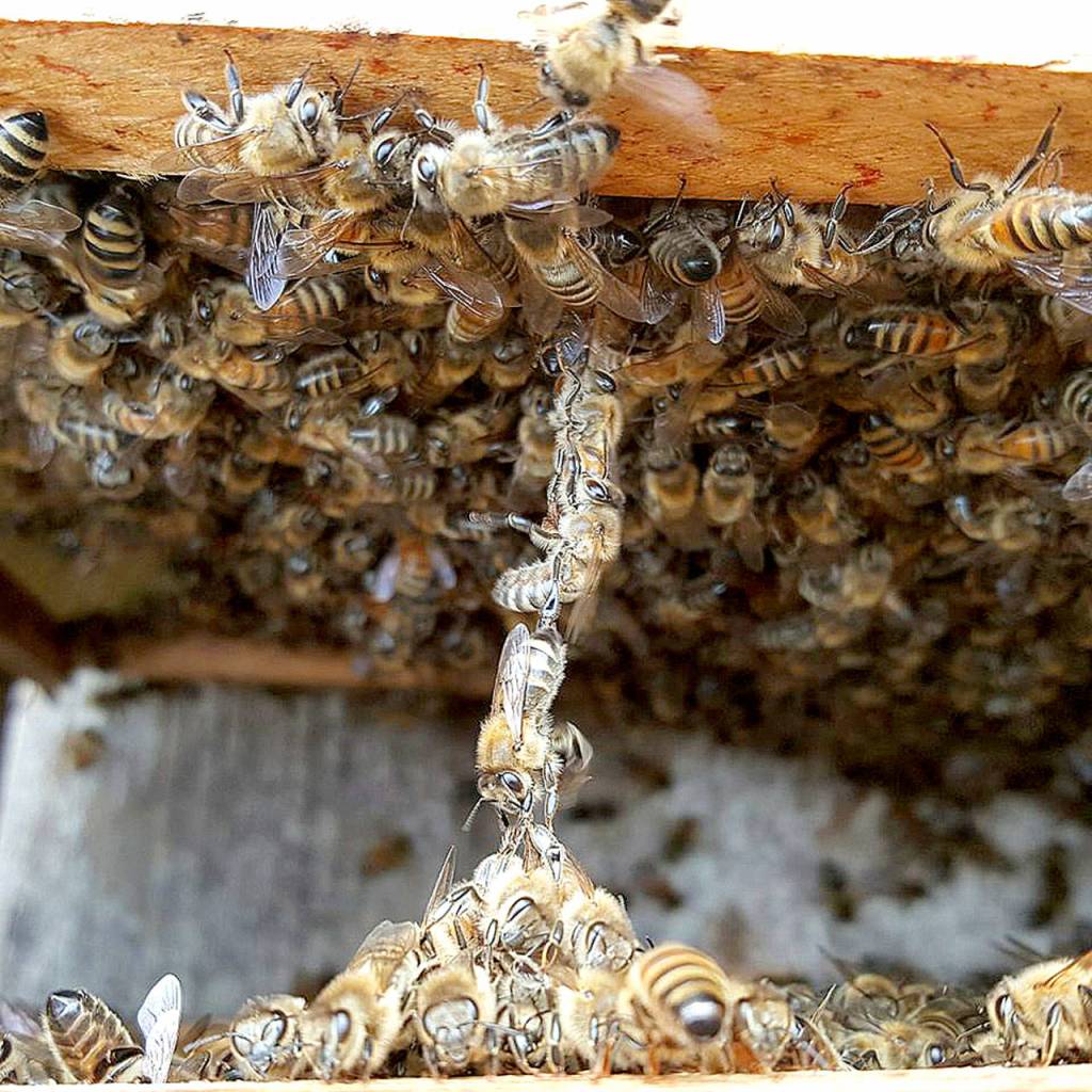 Preserving the moment: Local photographers capture daily wonders of life in the Valley