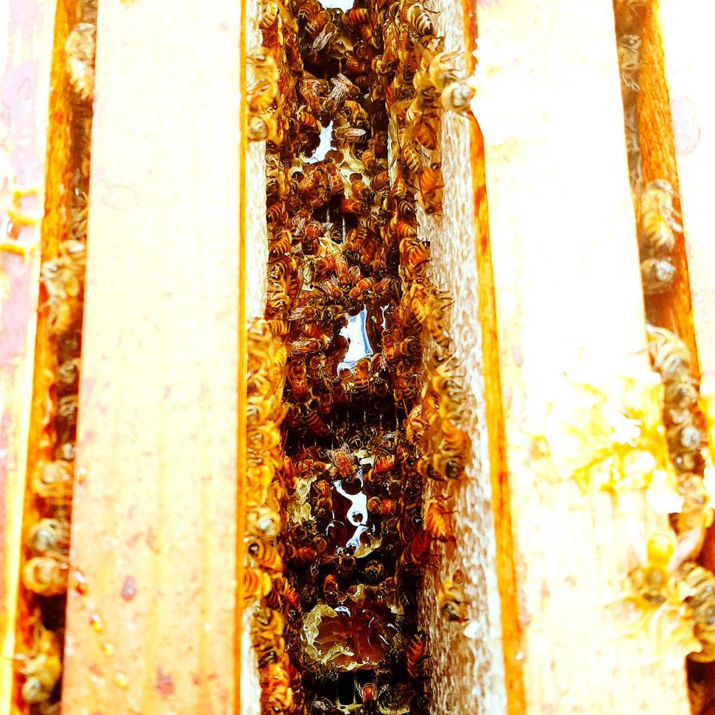 Preserving the moment: Local photographers capture daily wonders of life in the Valley