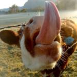 A calf attempts to lick photographer Tami Barber, who took second place in Animals.