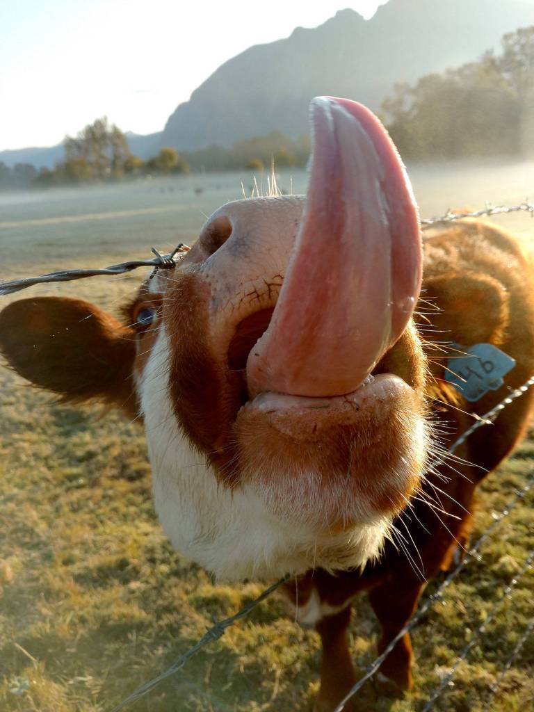 A calf attempts to lick photographer Tami Barber, who took second place in Animals.