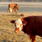 Preserving the moment: Local photographers capture daily wonders of life in the Valley