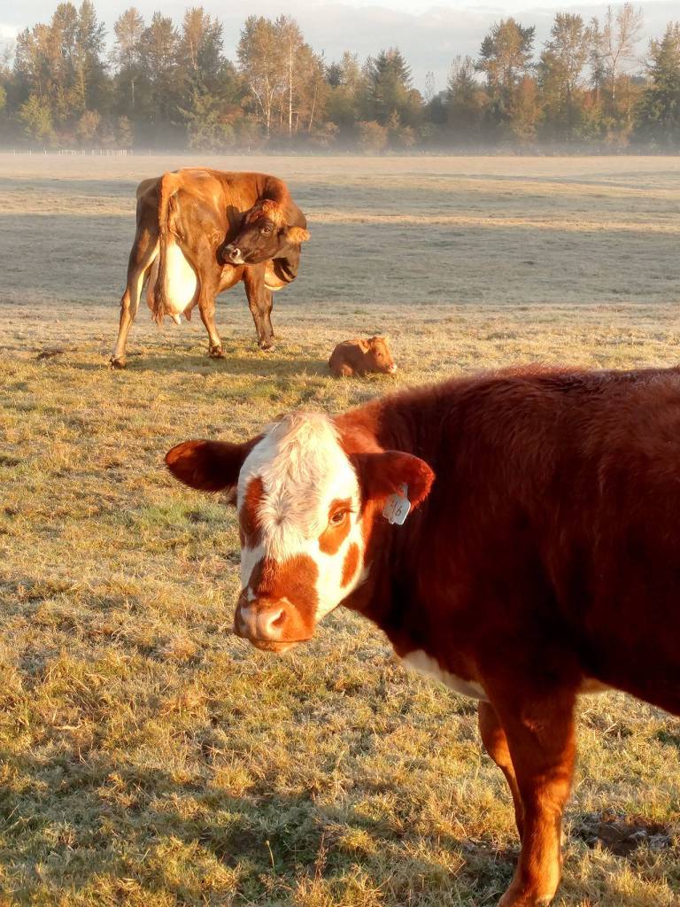 Preserving the moment: Local photographers capture daily wonders of life in the Valley