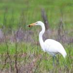 Preserving the moment: Local photographers capture daily wonders of life in the Valley