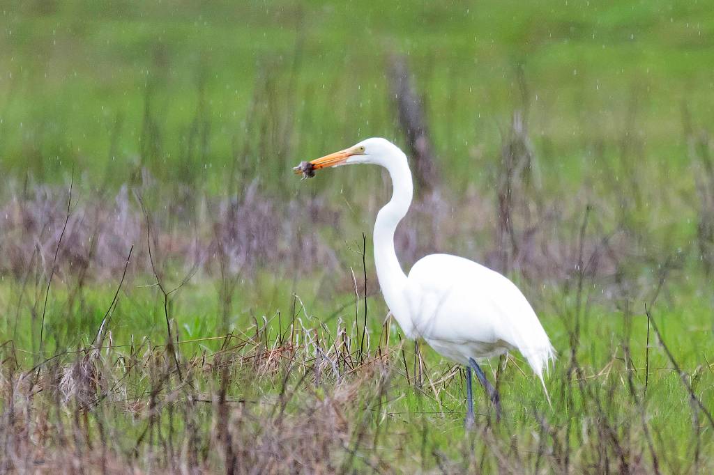 Preserving the moment: Local photographers capture daily wonders of life in the Valley