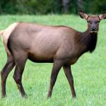 Preserving the moment: Local photographers capture daily wonders of life in the Valley