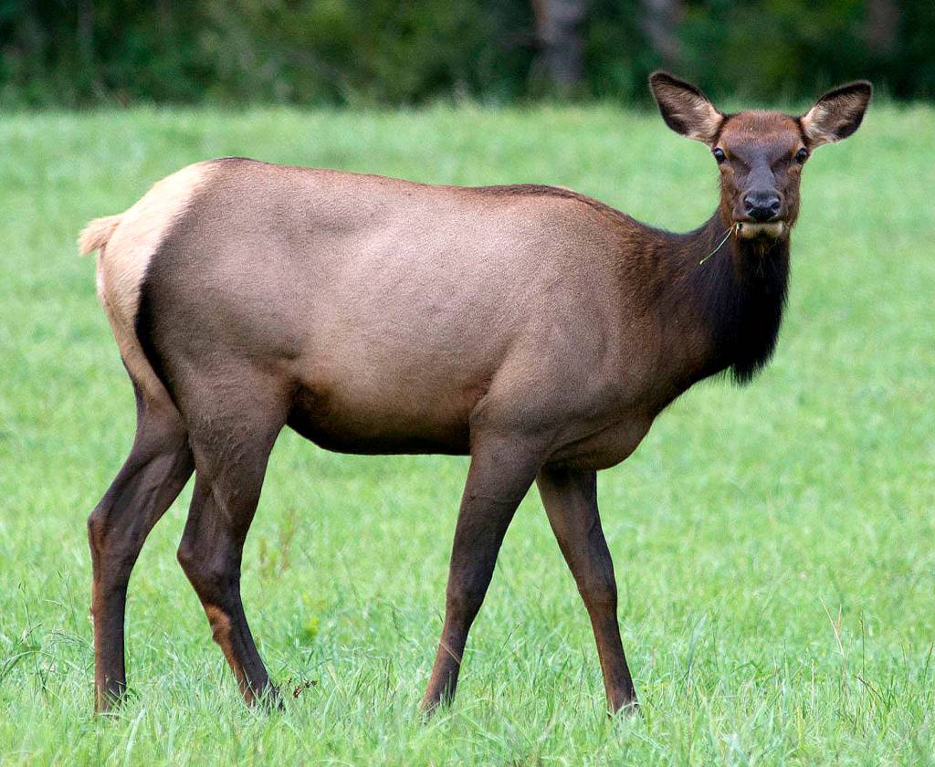 Preserving the moment: Local photographers capture daily wonders of life in the Valley