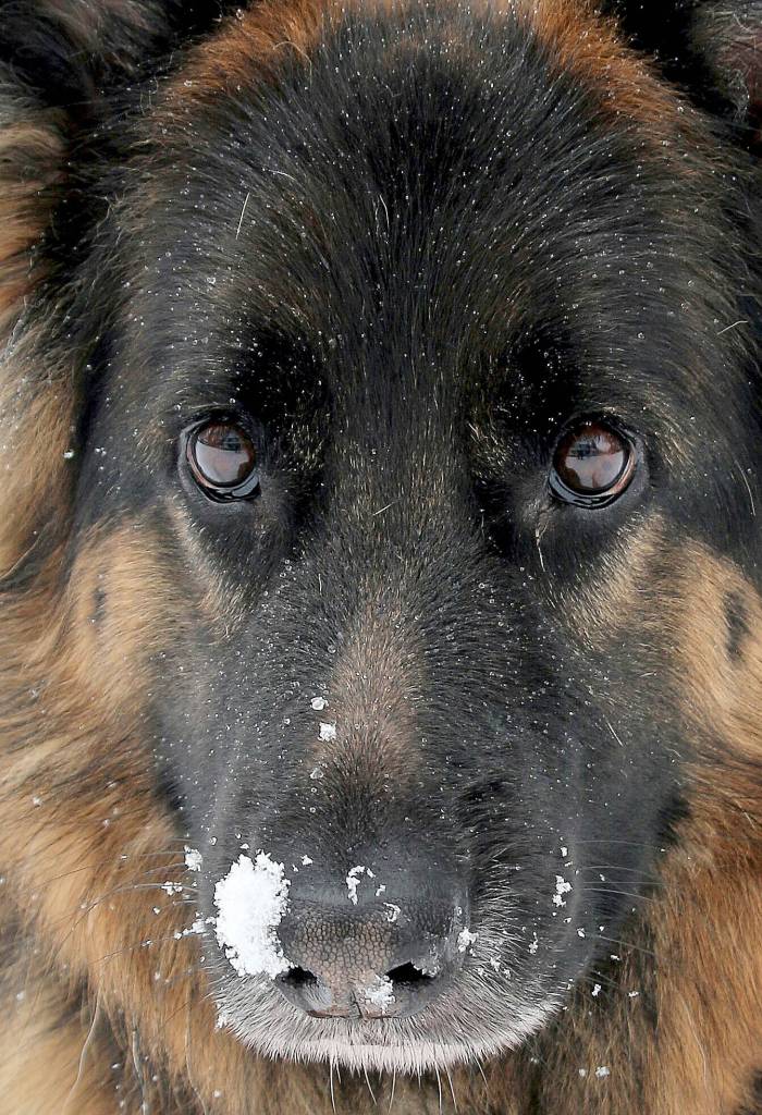 Preserving the moment: Local photographers capture daily wonders of life in the Valley