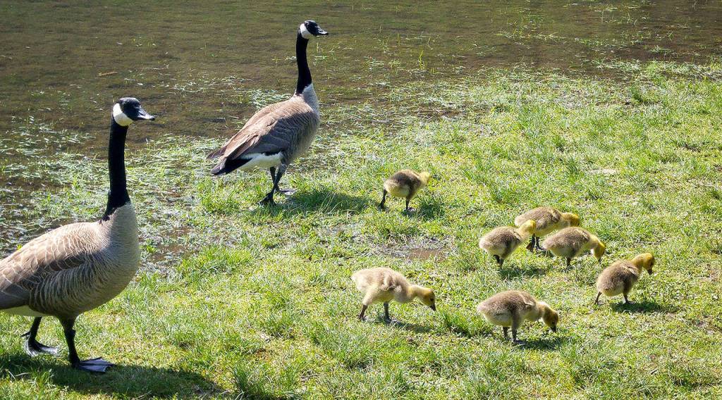 Preserving the moment: Local photographers capture daily wonders of life in the Valley