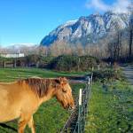 A golden horse poses with Mount Si in this third place Animals photo by Jane Bowers