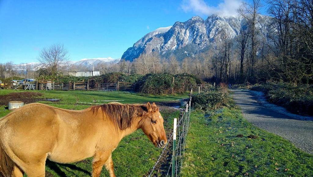 A golden horse poses with Mount Si in this third place Animals photo by Jane Bowers