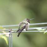 Preserving the moment: Local photographers capture daily wonders of life in the Valley