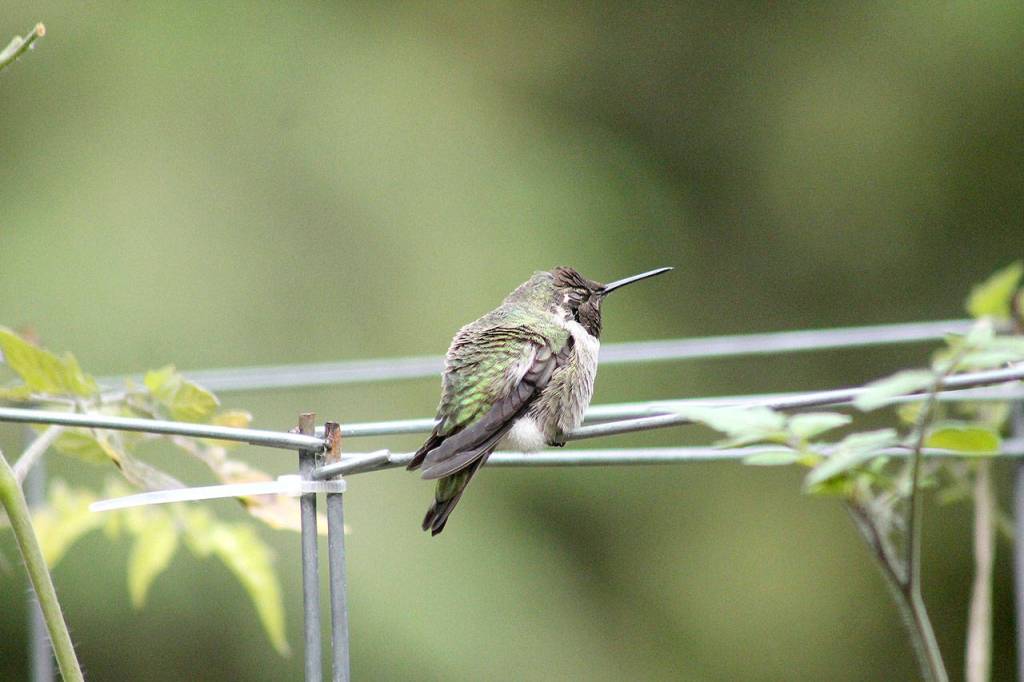 Preserving the moment: Local photographers capture daily wonders of life in the Valley