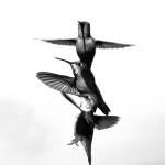 Preserving the moment: Local photographers capture daily wonders of life in the Valley