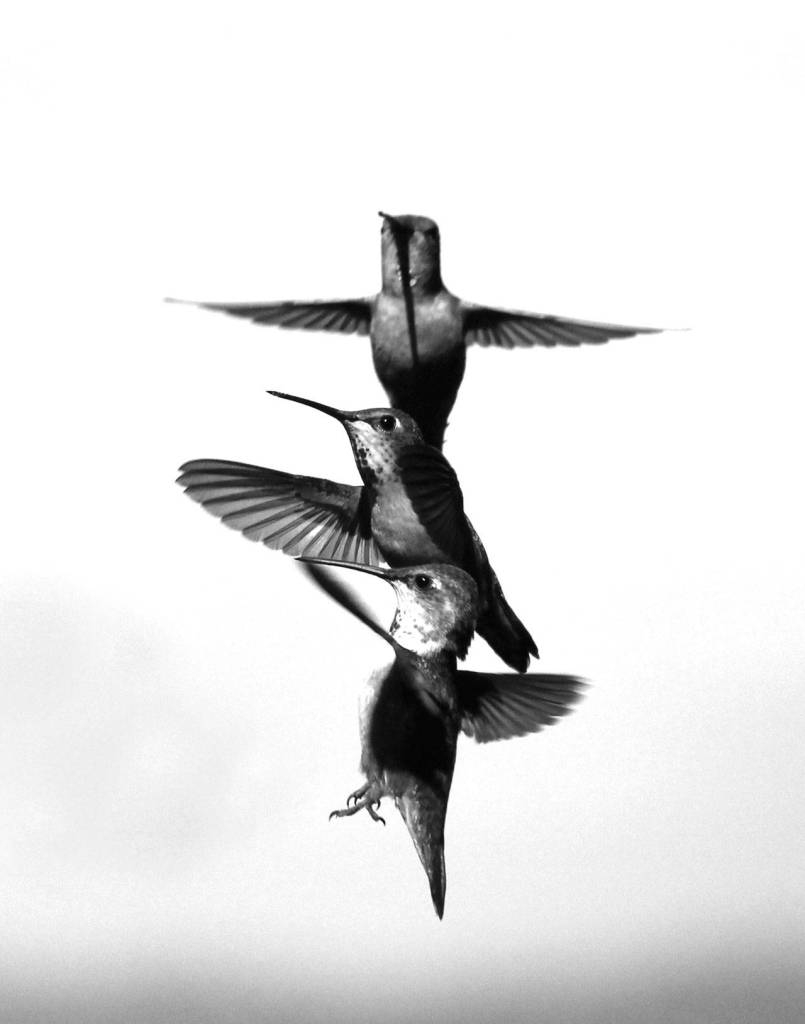 Preserving the moment: Local photographers capture daily wonders of life in the Valley