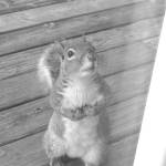 Preserving the moment: Local photographers capture daily wonders of life in the Valley