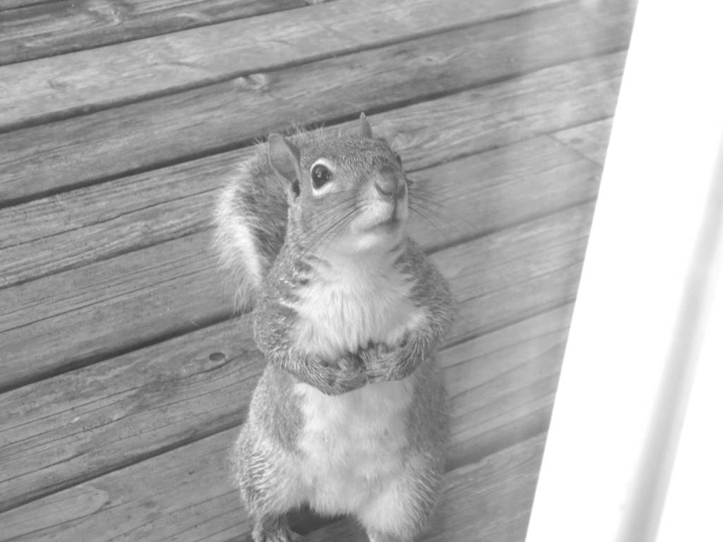 Preserving the moment: Local photographers capture daily wonders of life in the Valley