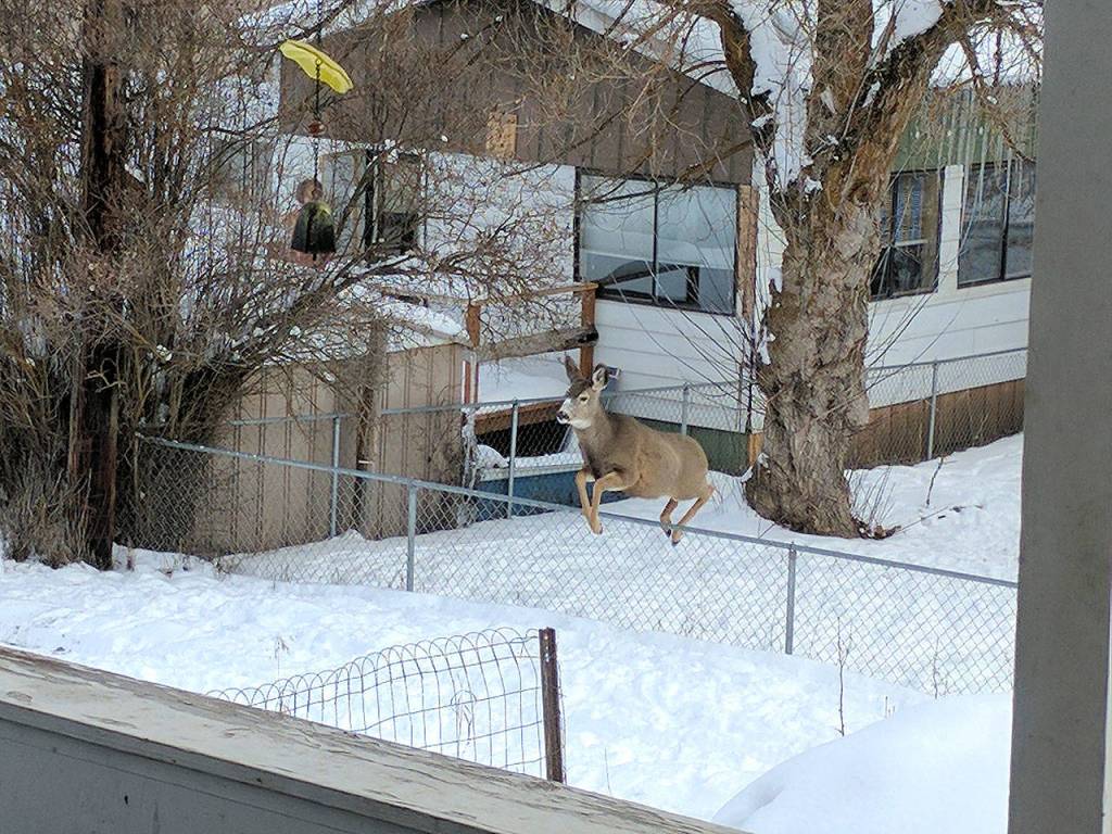 Preserving the moment: Local photographers capture daily wonders of life in the Valley