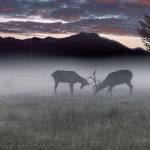 Elk battle on a foggy morning in this iconic photo by Danny Raphael, which took first place in the Animal category.