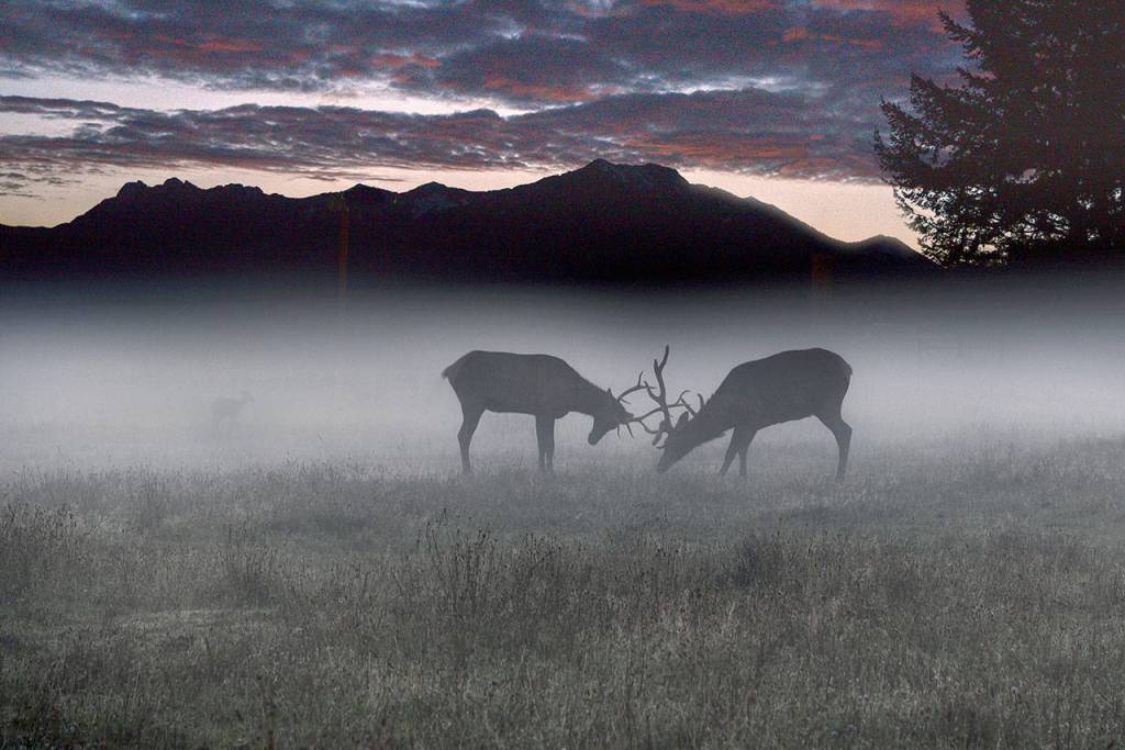 Elk battle on a foggy morning in this iconic photo by Danny Raphael, which took first place in the Animal category.