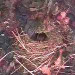 Preserving the moment: Local photographers capture daily wonders of life in the Valley