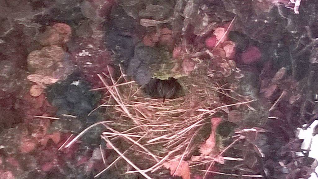 Preserving the moment: Local photographers capture daily wonders of life in the Valley