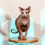 Preserving the moment: Local photographers capture daily wonders of life in the Valley