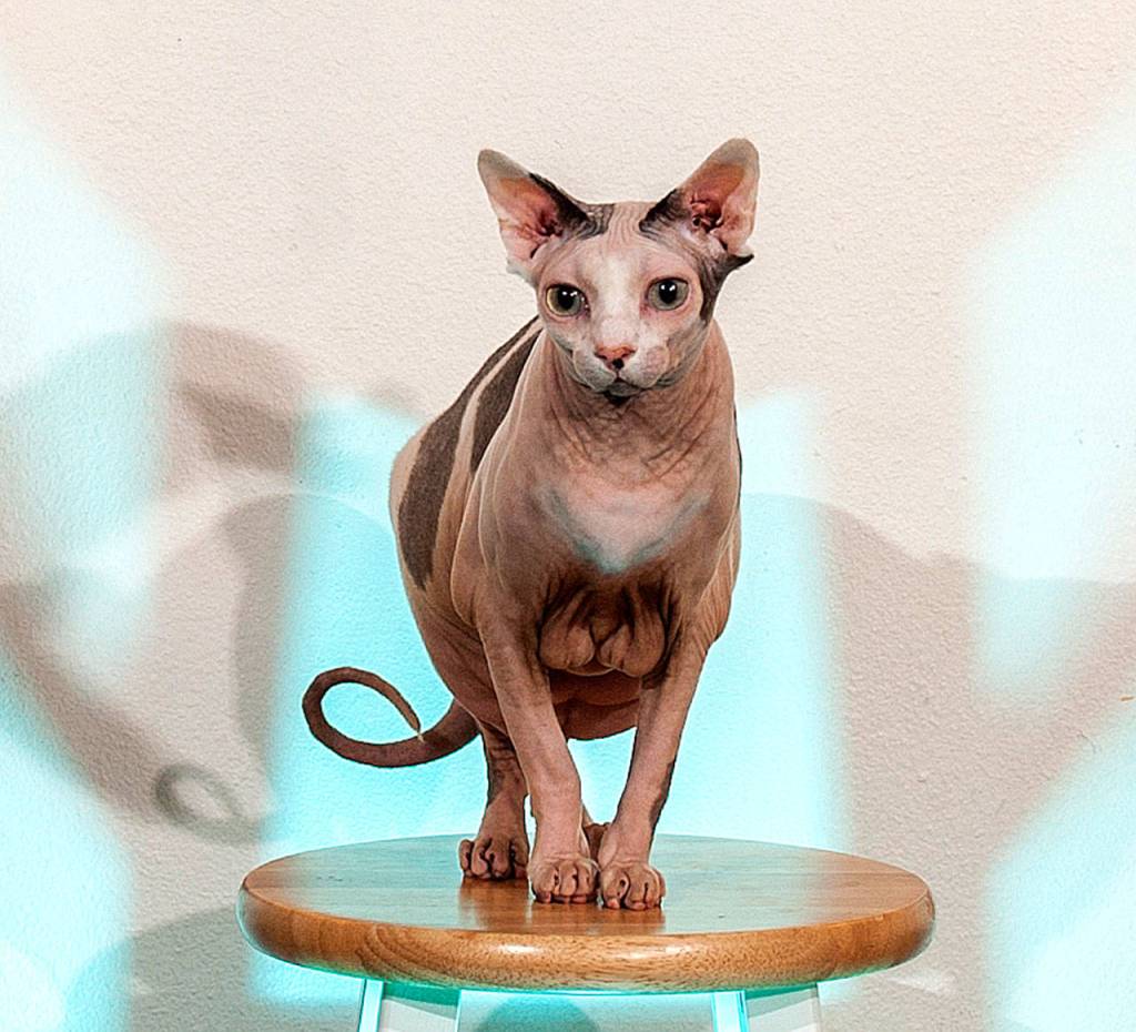 Preserving the moment: Local photographers capture daily wonders of life in the Valley