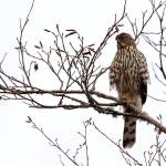 Preserving the moment: Local photographers capture daily wonders of life in the Valley