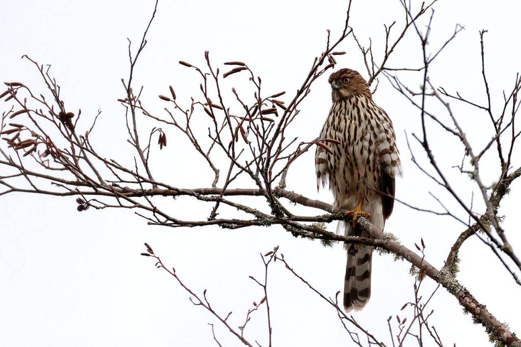 Preserving the moment: Local photographers capture daily wonders of life in the Valley