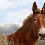 Preserving the moment: Local photographers capture daily wonders of life in the Valley