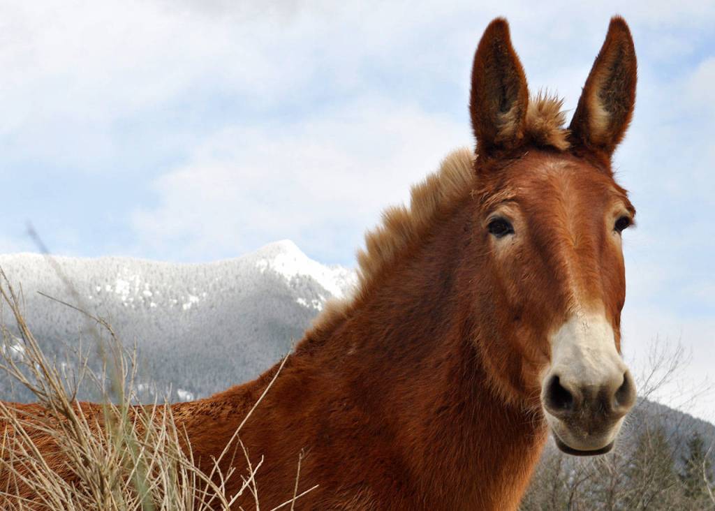 Preserving the moment: Local photographers capture daily wonders of life in the Valley