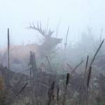 Preserving the moment: Local photographers capture daily wonders of life in the Valley