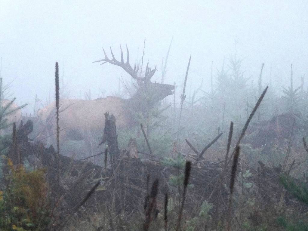 Preserving the moment: Local photographers capture daily wonders of life in the Valley