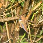 Preserving the moment: Local photographers capture daily wonders of life in the Valley