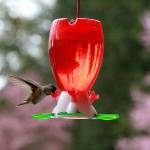 Preserving the moment: Local photographers capture daily wonders of life in the Valley