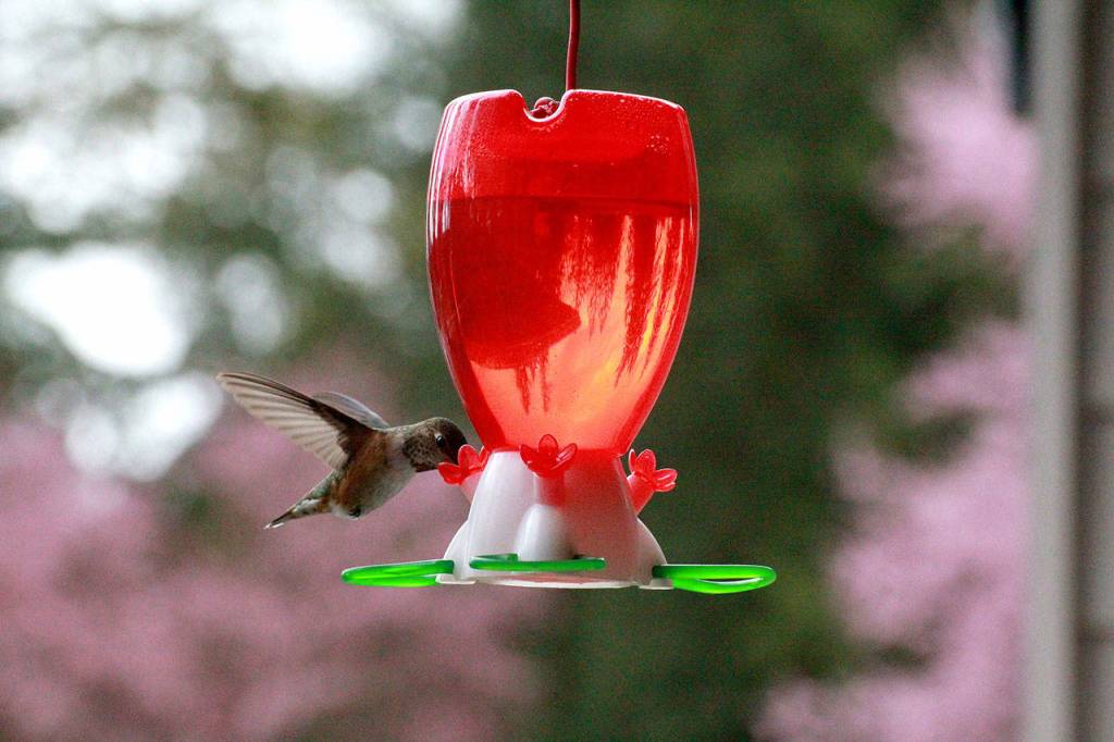 Preserving the moment: Local photographers capture daily wonders of life in the Valley