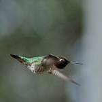 Cody Barber&rsquo;s &ldquo;Summer Hummer&rdquo; also earned an Honorable Mention in Animals.