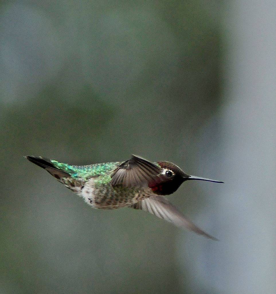 Cody Barber&rsquo;s &ldquo;Summer Hummer&rdquo; also earned an Honorable Mention in Animals.