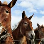 Preserving the moment: Local photographers capture daily wonders of life in the Valley