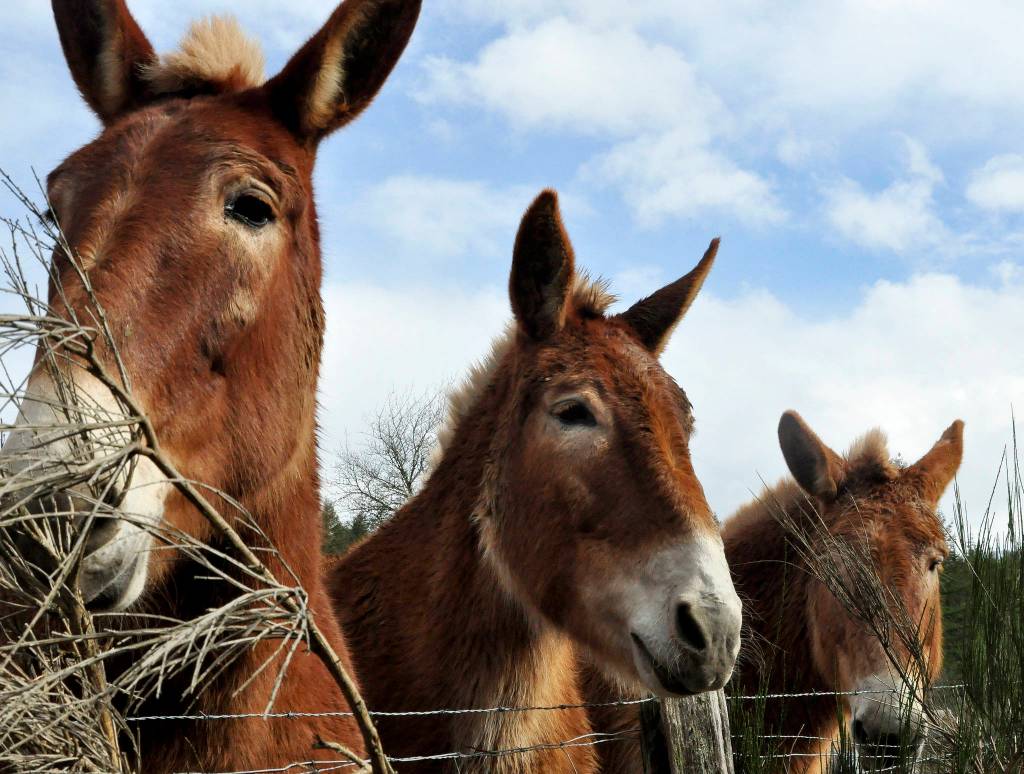 Preserving the moment: Local photographers capture daily wonders of life in the Valley