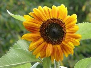 Garden club’s scholarship-funding plant sale is Saturday in North Bend