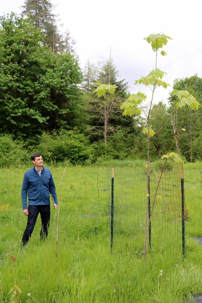 Perry Falcone stands next to the tree planted for Clint Loper during his memorial planting event on Oct. 23, 2016.                                (Evan Pappas/Staff Photo)
