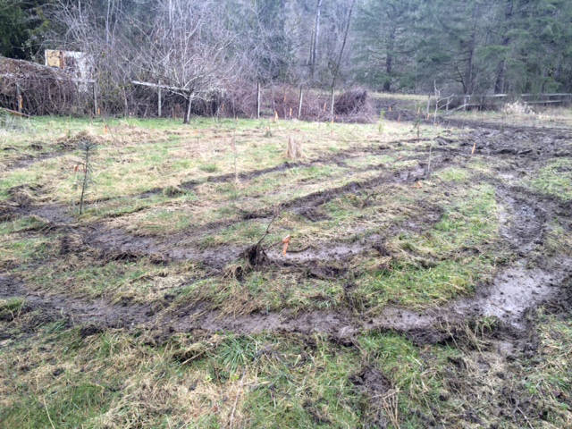 Replanted trees were seriously damaged when off-roading vehicles were brought onto the site for recreation. Since that time a gate has been installed to protect the site from further damage.                                (Courtesy Photo)