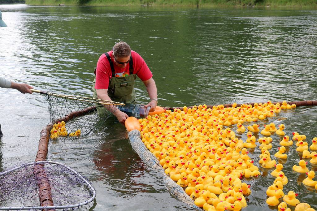 Kevin Hauglie stood at the Duck Derby finish line and collected the first 100 ducks to reach the goal to determine the derby winners. (Evan Pappas/Staff Photo)