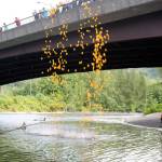 A thousand rubber ducks were dumped into the Snoqualmie River Saturday for the start of the annual Fall City Day Duck Derby.                                (Evan Pappas/Staff Photo)
