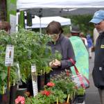 Shoppers examine plants from a North Bend greenhouse at the North Bend Farmers Market.                                Carol Ladwig/Staff Photo