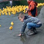 Duck derby fans watch as the rubber ducks near the finish line.                                Carol Ladwig/File Photo