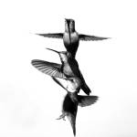 Maddox Malcolm&rsquo;s hummingbird photo was a Select Finalist.